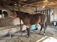 حصان, Manipuri pony — الصورة 3