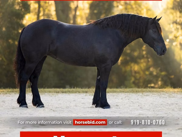 Mare, Percheron