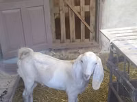 बकरा, Beetal goats — फ़ोटो 8
