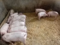 Säue, Schweine — Foto 2