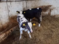 Cow, Cattle — photo 4