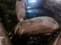 Eber, Schweine — Foto 3