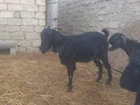 Goat, Damask goat — photo 5
