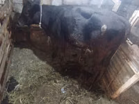 Cow, Simmental cattle — photo 5