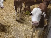牛只（批次，未指定性别）, Simmental cattle — 照片 6