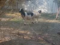 Cabra, Cabras — foto 1