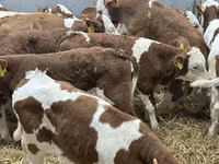 公牛, Cattle — 照片 6
