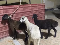 Sheep (batch, sex not specified), Sheep — photo 1