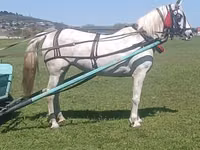 घोड़ी, Orlov Trotter — फ़ोटो 2