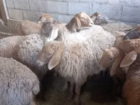 Oveja, Arashan sheep — foto 2
