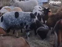 Ram, Jacob's sheep — photo 2