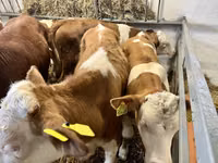 Toro, Simmental cattle — foto 2