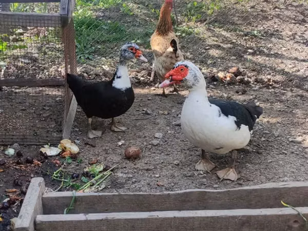 Domestic Muscovy