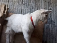 Goats (batch, sex not specified), Saanen goat — photo 6