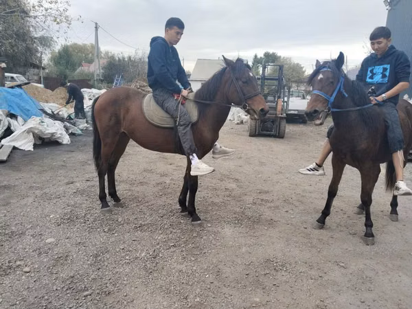 حصان, Thoroughbred horse