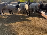 मेढ़ा, White Suffolk sheep — फ़ोटो 1