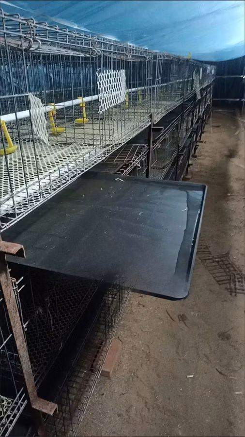 Poultry Waste Tray