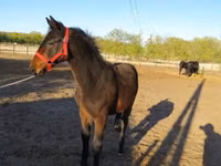 Hengst, Nonius horse — Foto 2