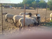 Schaf, White Suffolk sheep — Foto 1