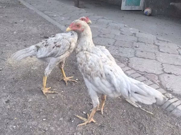 Shamo chickens