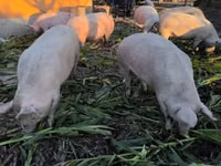 Säue, Schweine — Foto 4