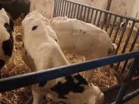 ثور, Russian Black pied cattle — الصورة 7