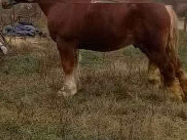 Horse (M), Suffolk Punch