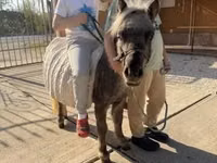 Hengst, Falabella — Foto 5