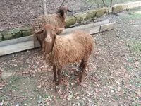 Schafe (Partie, Geschlecht nicht angegeben), Daglıс sheep — Foto 1