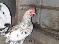 Japanese Bantam — photo 3