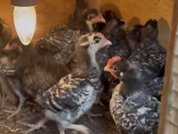 Chickens — الصورة 1