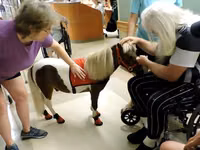 母马, Miniature horse — 照片 1