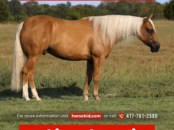 Hengst, Quarter Horse