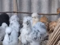 gallina danesa — foto 1