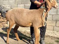Schaf, Arashan sheep — Foto 1