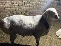 Ram, Afghan Arabi sheep — photo 6