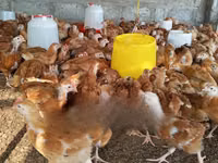 Shamo chickens — photo 1