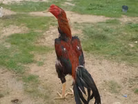 Chickens — Foto 4
