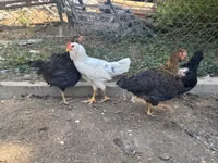Ameraucana — photo 5