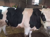 सांड, Russian Black pied cattle — फ़ोटो 1
