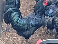 Australorp — photo 2