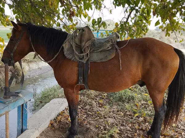 公马, Azerbaijan horse