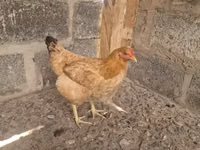 Shamo chickens — photo 1