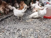 Leghorn — Foto 1
