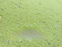 Fresh Green Azolla — foto 1
