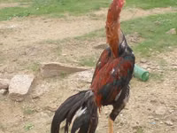 Chickens — الصورة 1