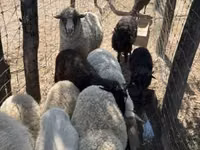 نعجة, Merino sheep — الصورة 6