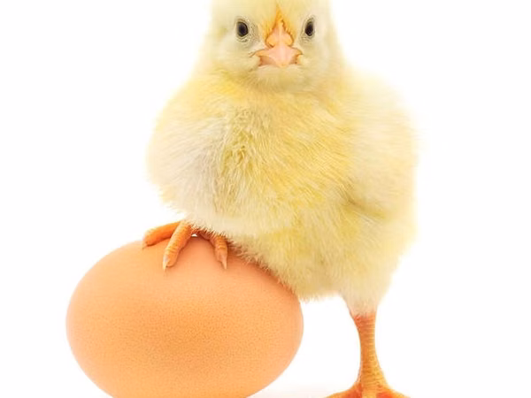 Chickens