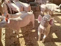 Schweine (Partie, Geschlecht nicht angegeben) — Foto 3