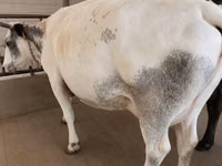 Kuh, Holstein-Rasse — Foto 6